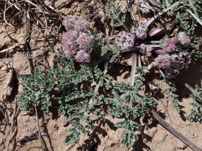 Abiquiu Bloom Blog 2016